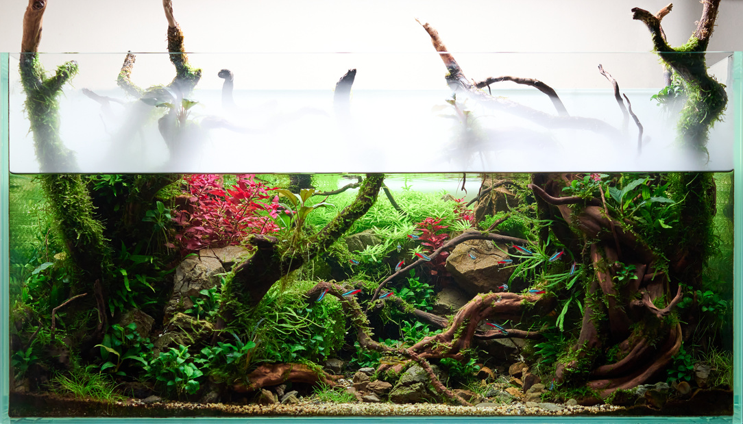 Beautiful freshwater aquascape with live aquarium plants